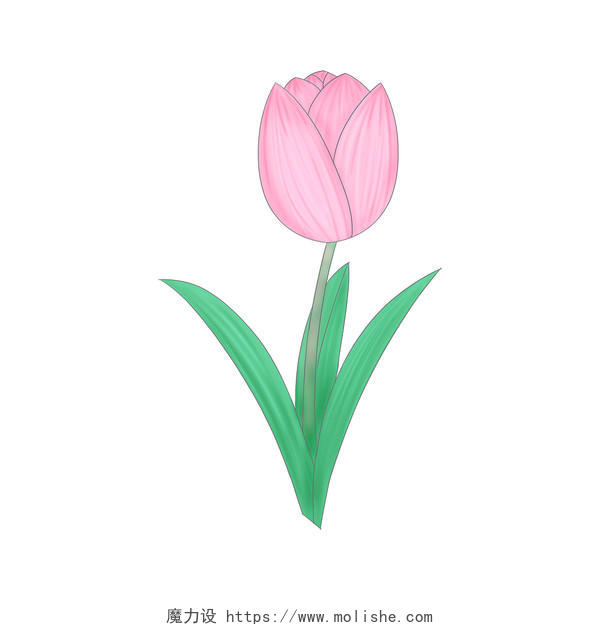 手绘植物花卉素材粉色郁金香花朵